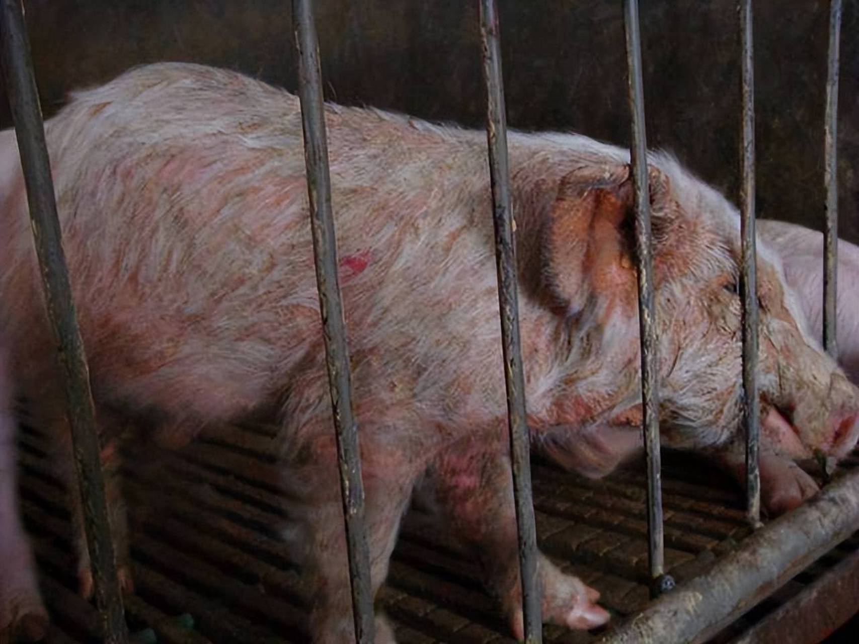 [原文:仔猪油皮病是怎么得的?仔.