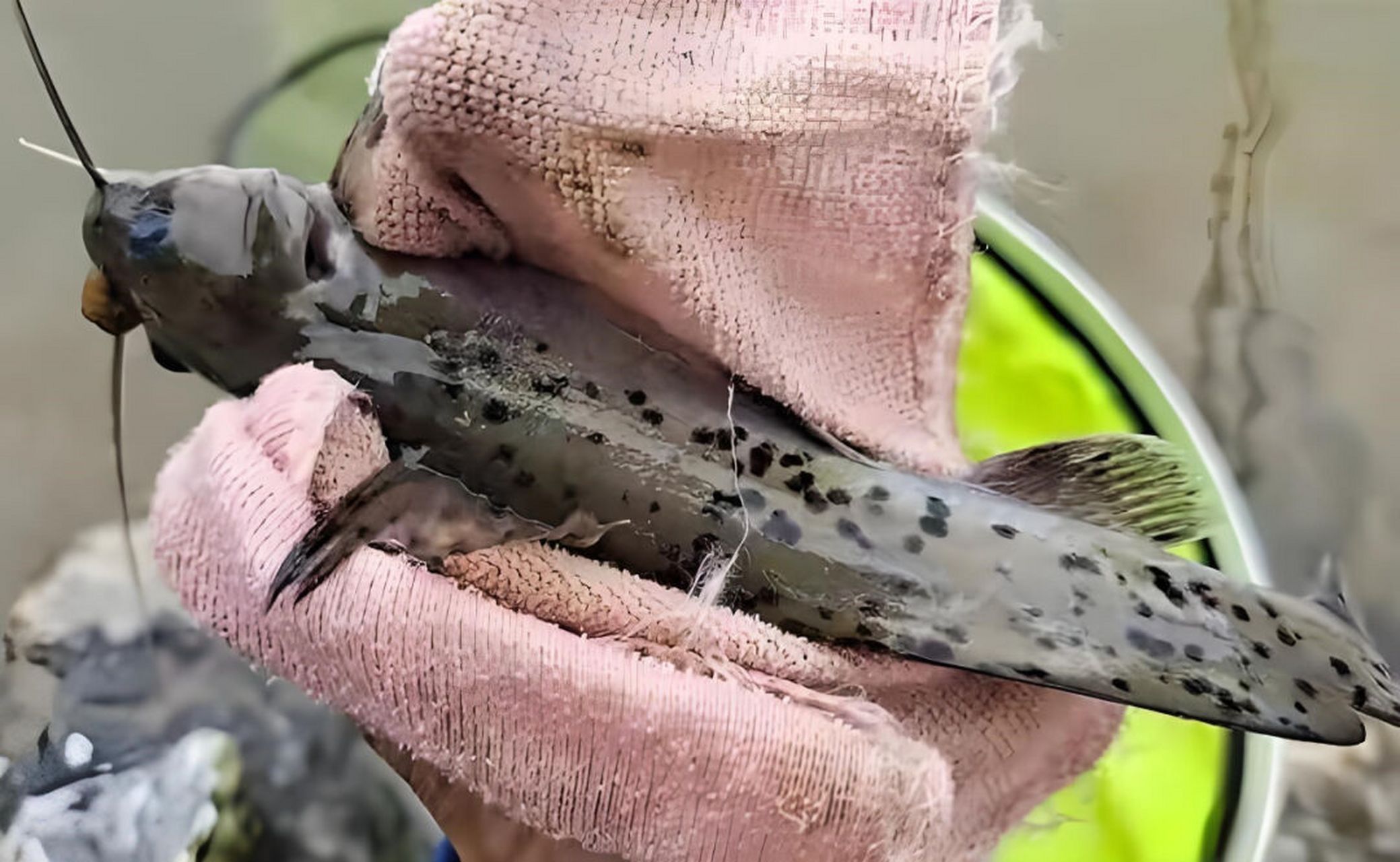 广西珍稀芝麻剑,鲜美无敌却濒危!