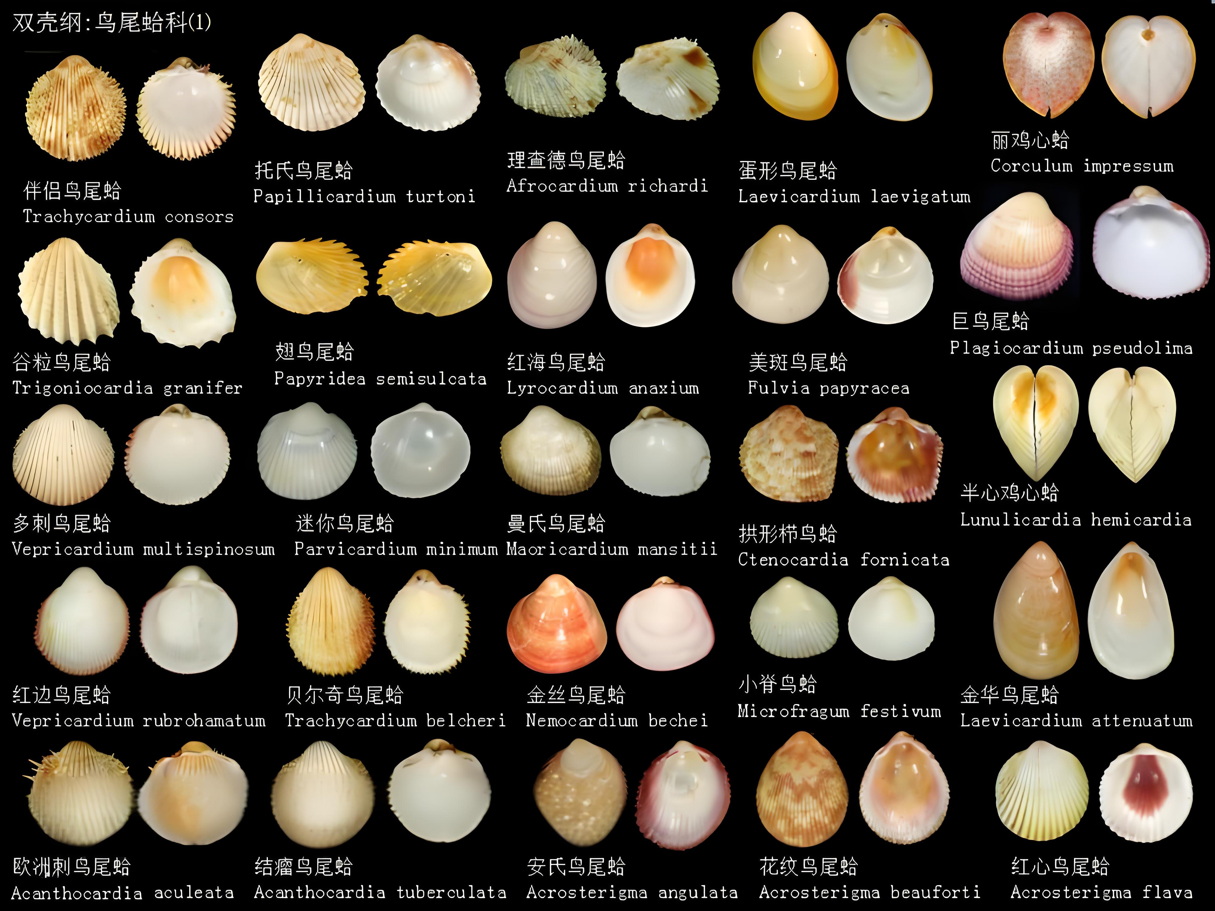 如何成为一名成功的贝类养殖者?专家分享五大实用经验