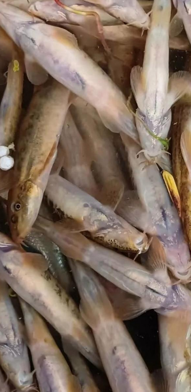 老公钓鱼回来提了一兜子这种鱼,有知道这种鱼怎么做好吃吗?