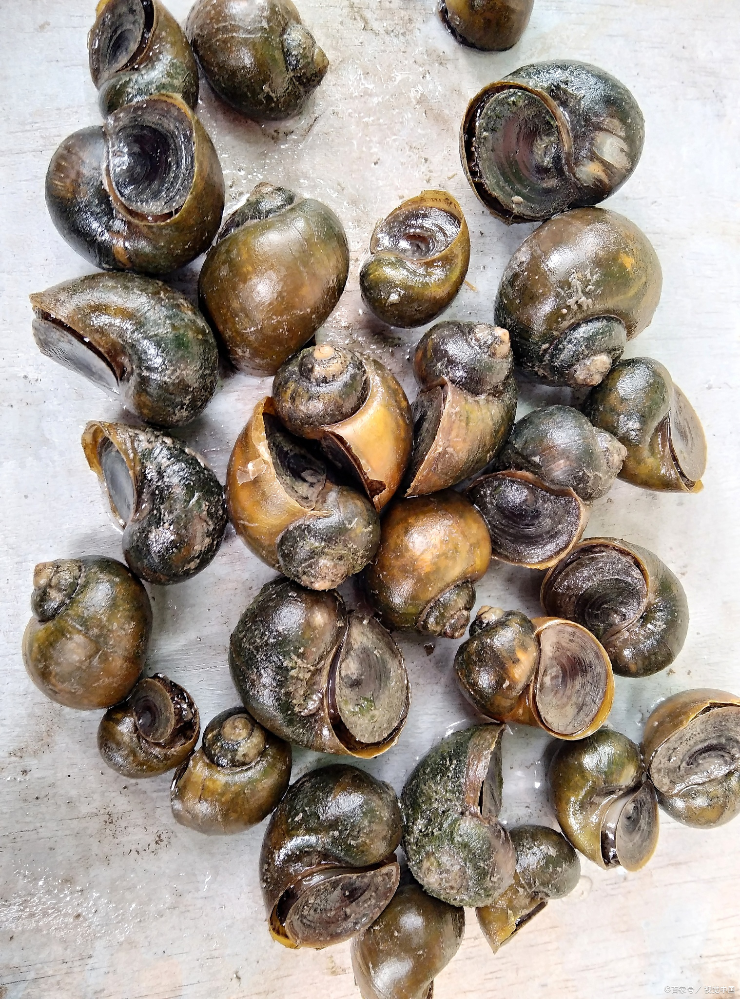 田螺,是一种广泛分布于我国淡水湖泊,水库,稻田,池塘沟渠的软体杂食性