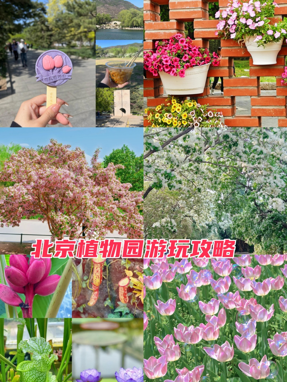 北京植物园旅游线路图图片