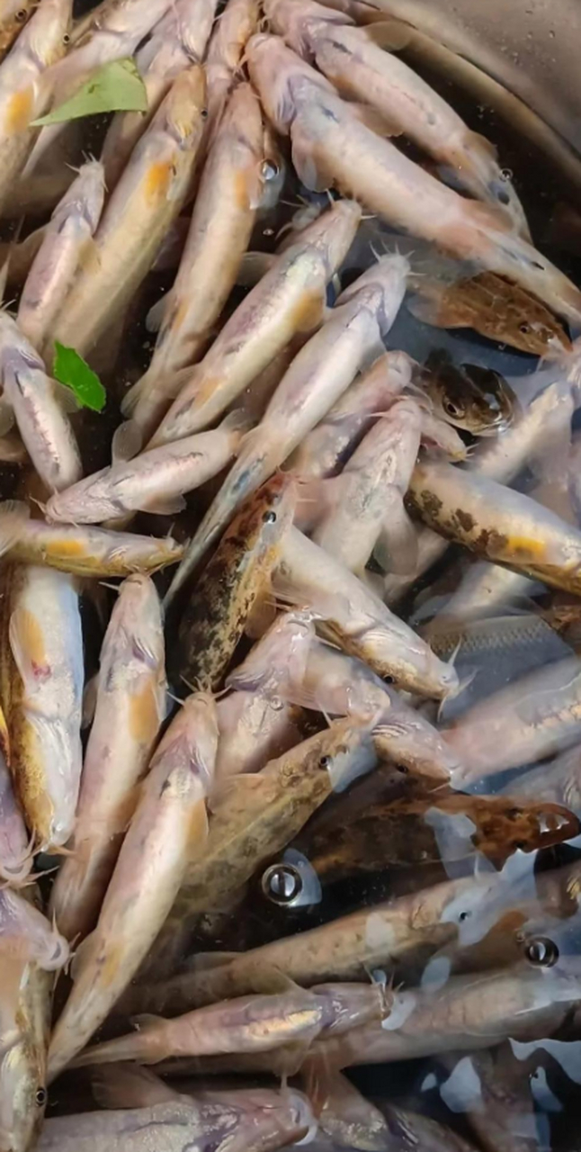 老公钓鱼回来提了一兜子这种鱼,有知道这种鱼怎么做好吃吗?