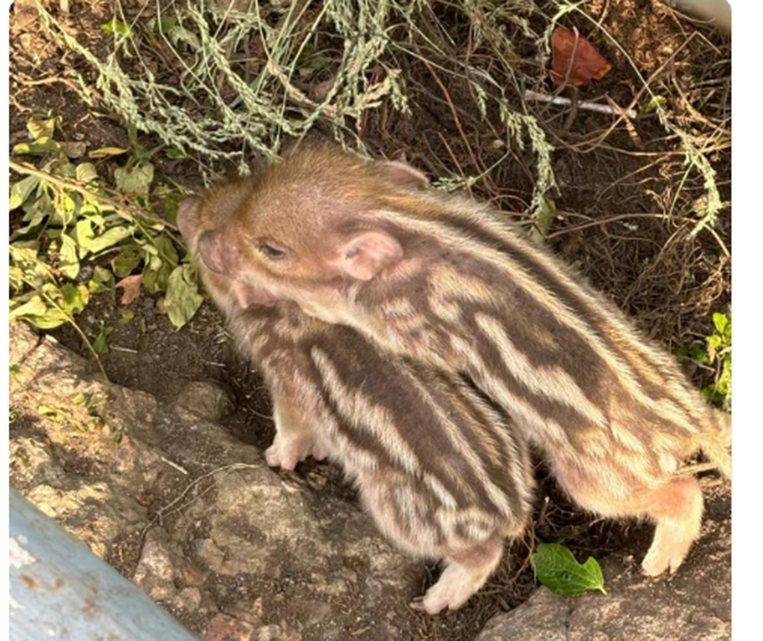 是猪,还是松鼠?