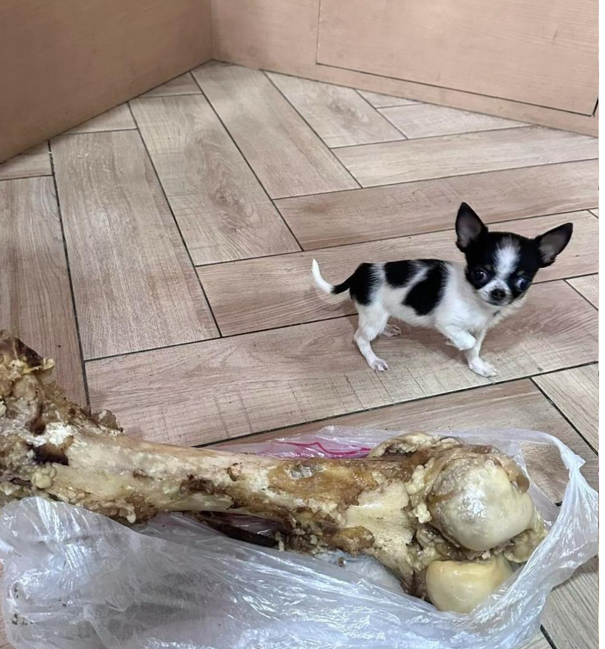 骨头比狗都大,难怪他不吃!