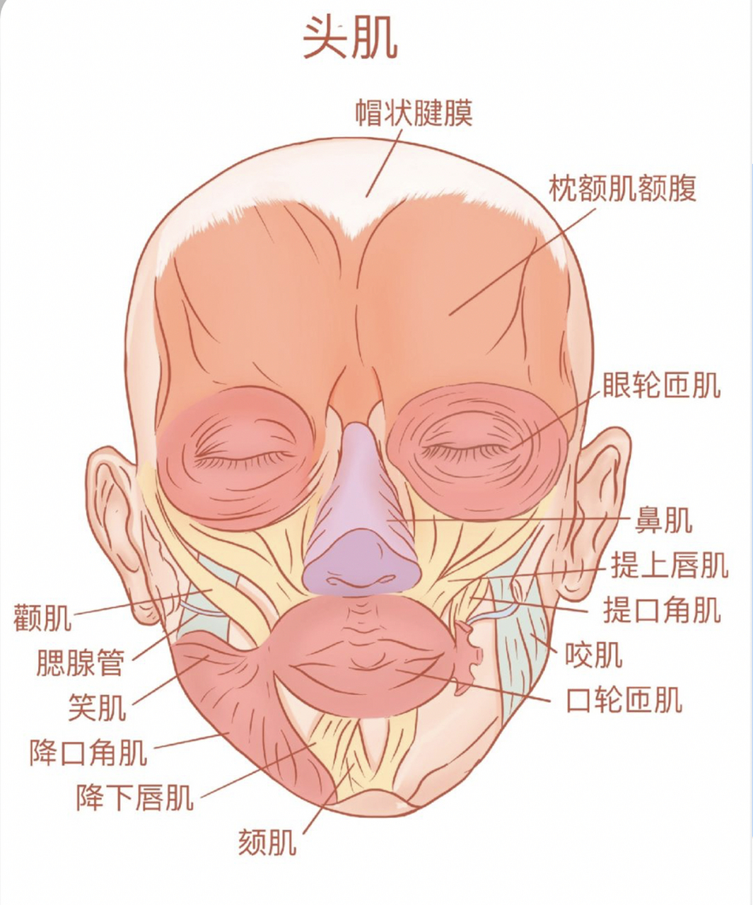 头外侧直肌图片