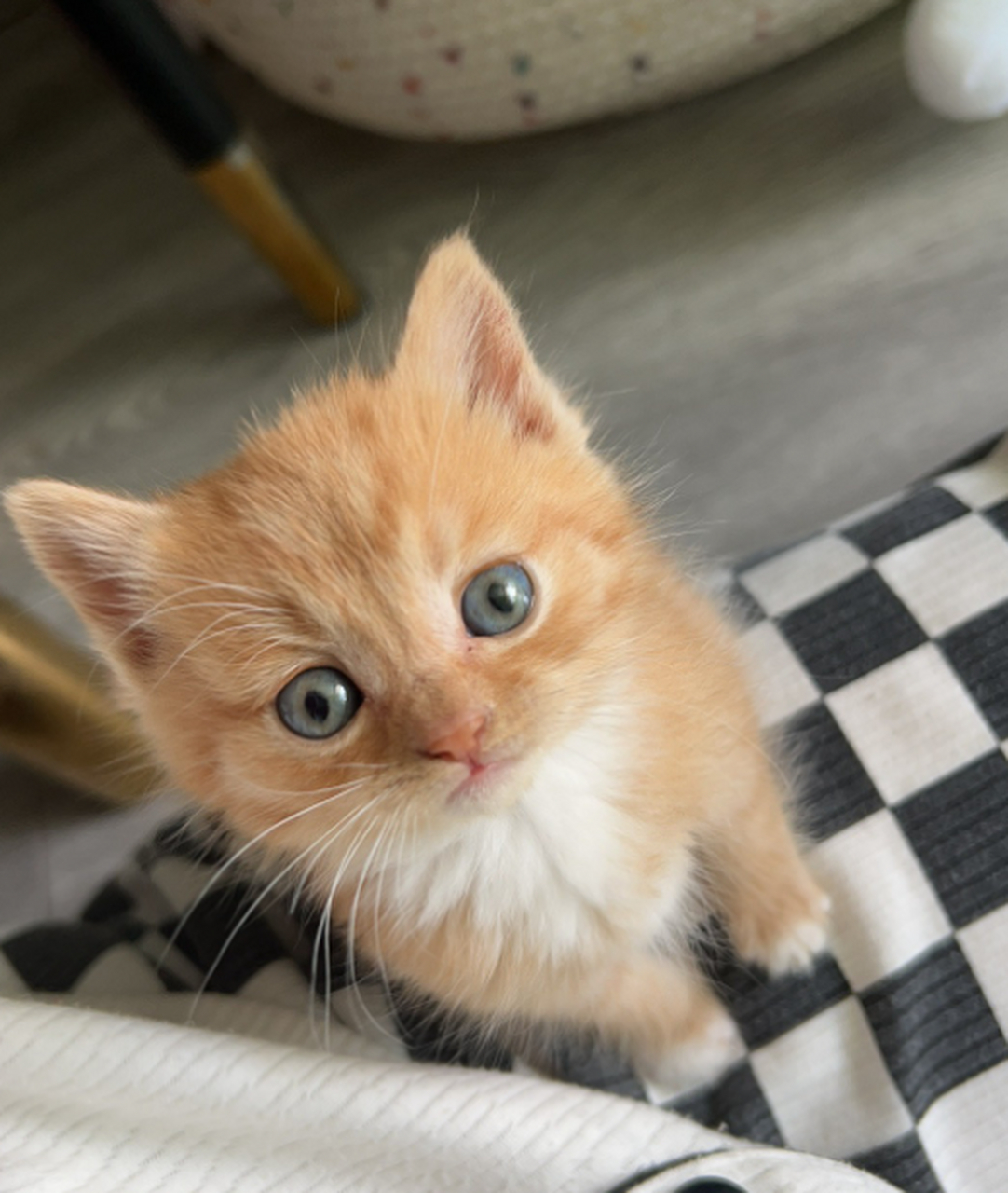 好可爱的小懒猫!