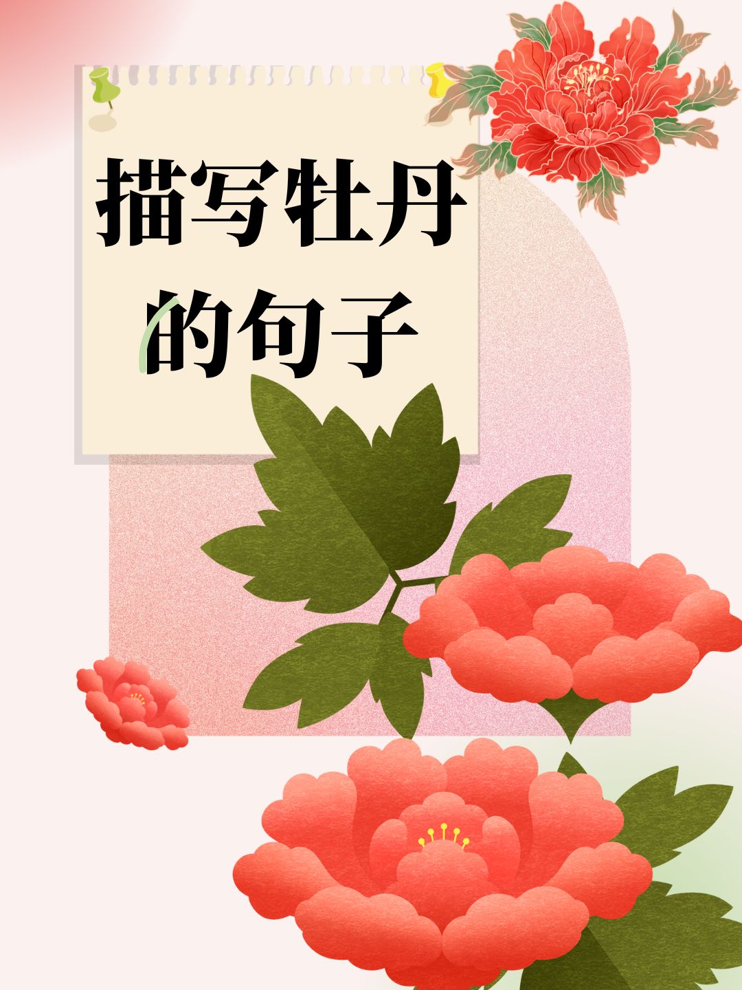 牡丹花写作图片