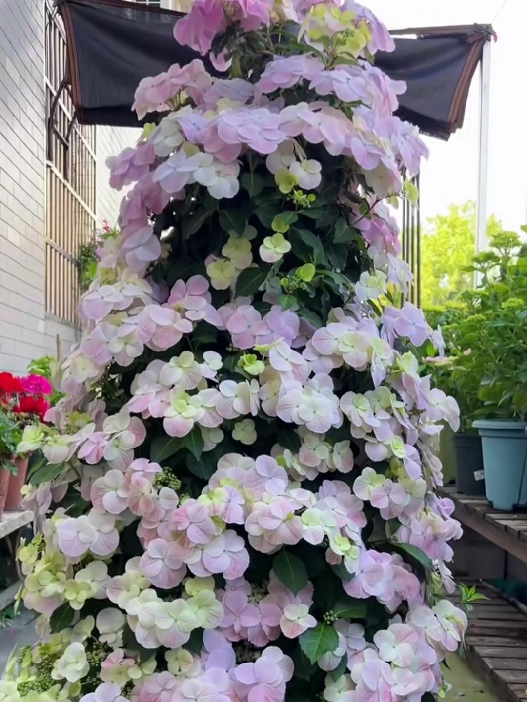 落跑新娘花其实是一种绣球花,其名字源于一个关于真爱的传说
