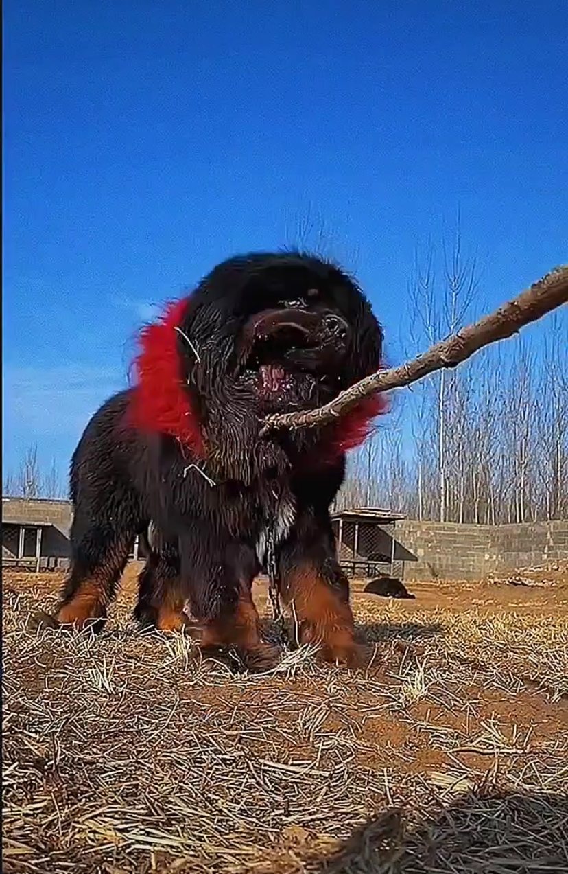 揭秘,藏獒的战斗力有多强!被神话的藏獒究竟能打谁?