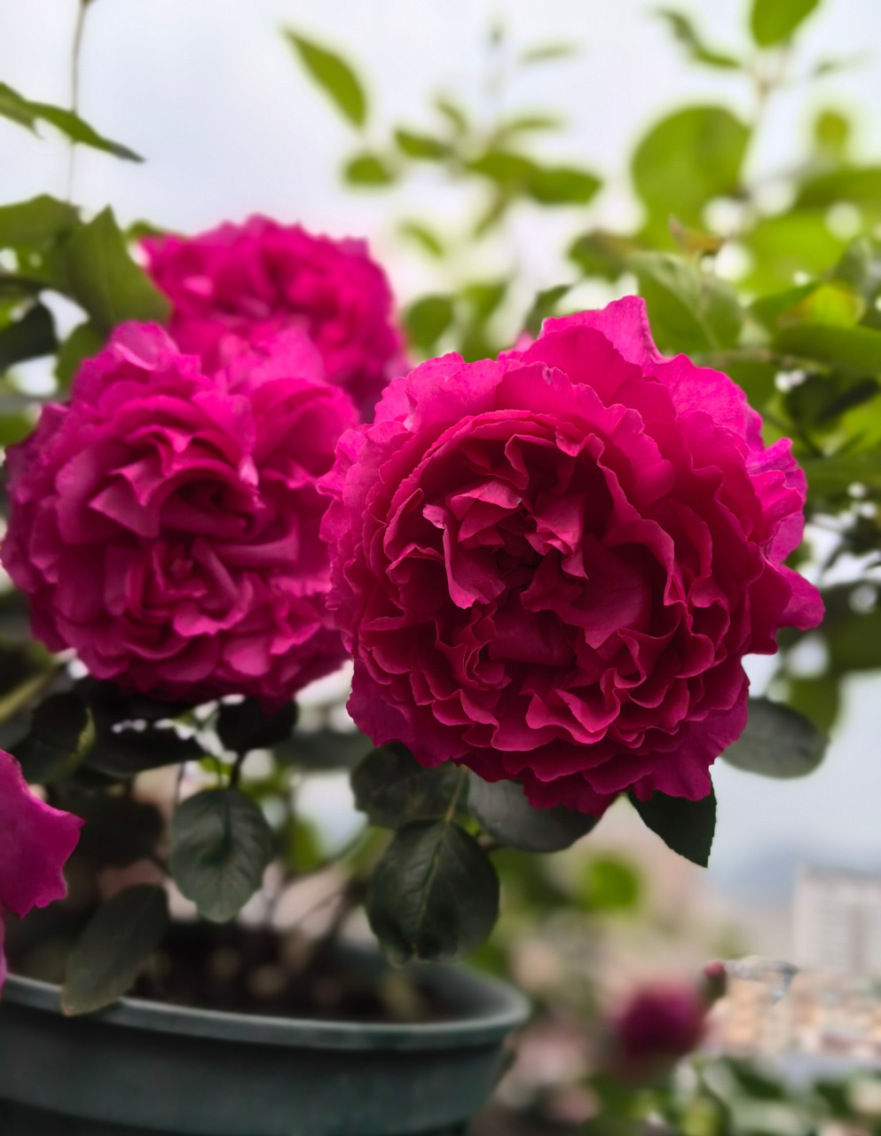 迷墙月季伊芙胭脂香水图片