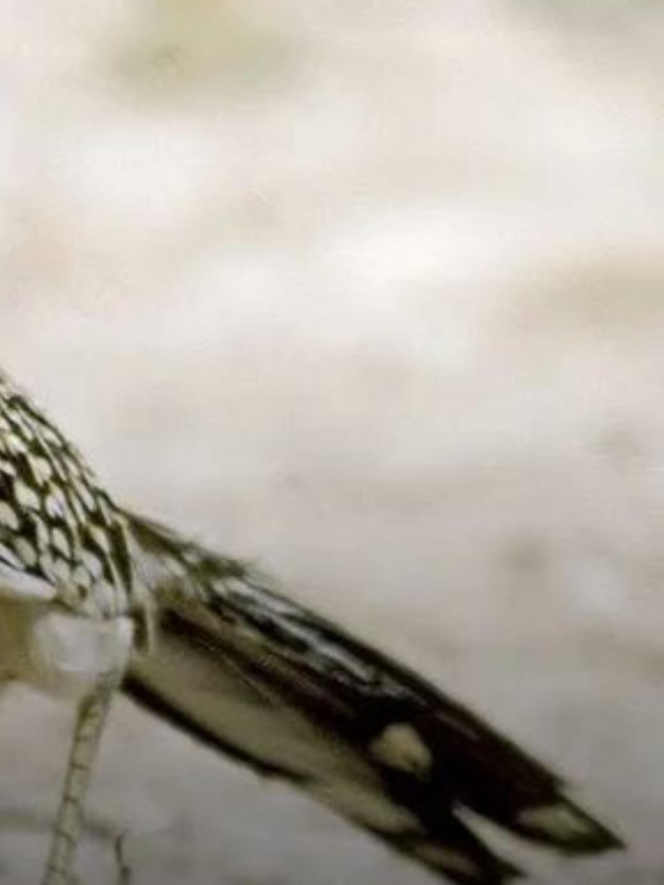 沙漠速度之王邹娟:小巧身躯,惊人速度,击败响尾蛇!