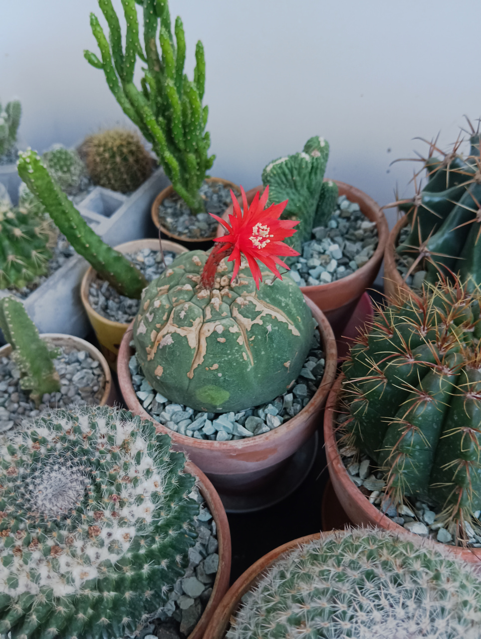 真是千呼万唤始出来,仙人球的花苞雏形一开始要孕育好久,然后再迅速