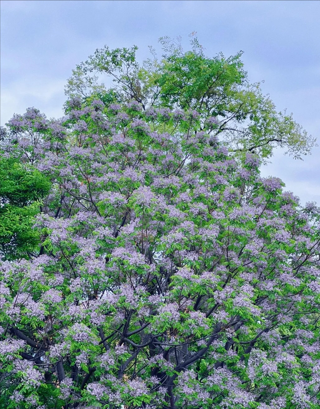 开小紫花的树图片