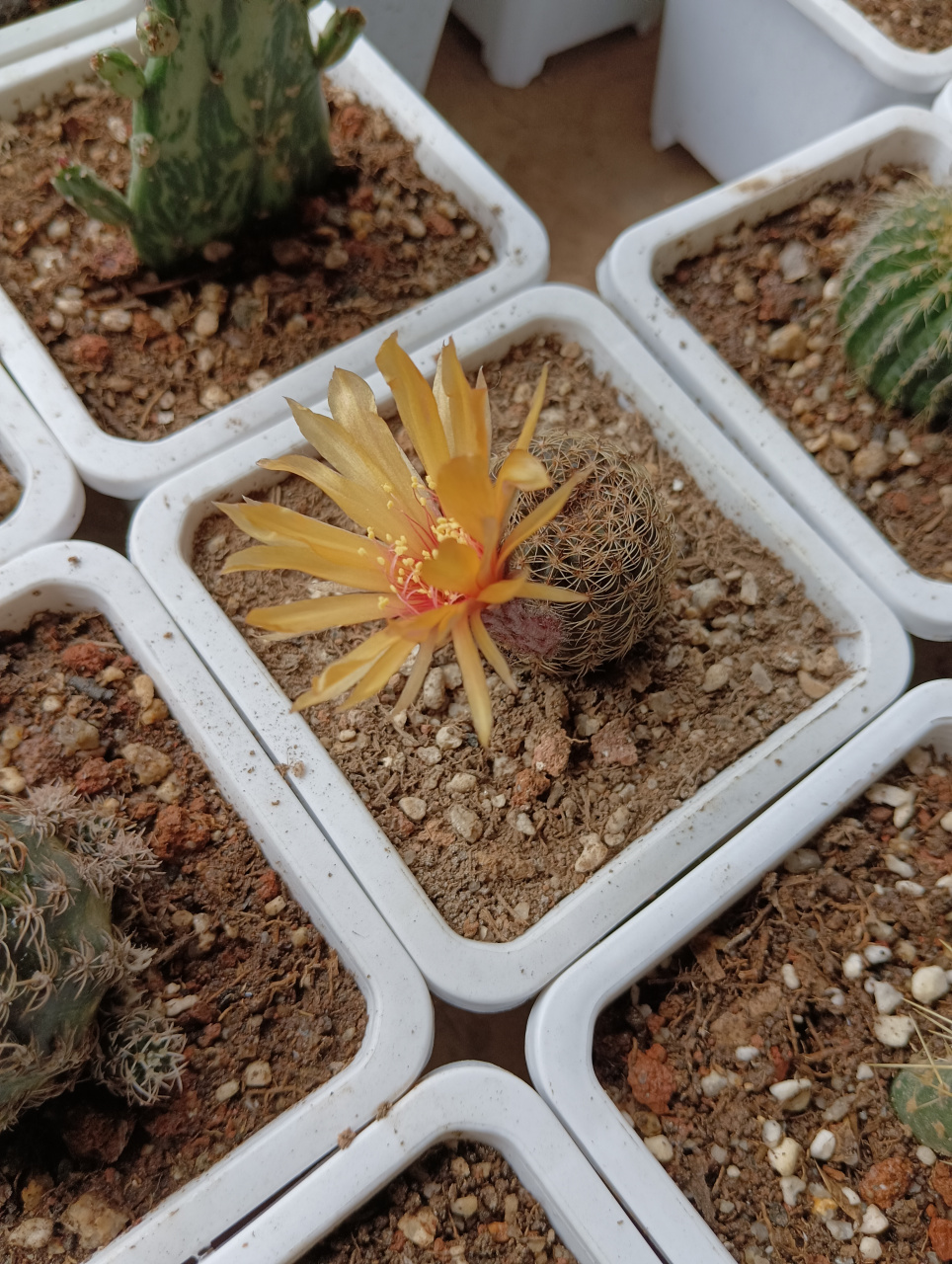 真是千呼万唤始出来,仙人球的花苞雏形一开始要孕育好久,然后再迅速