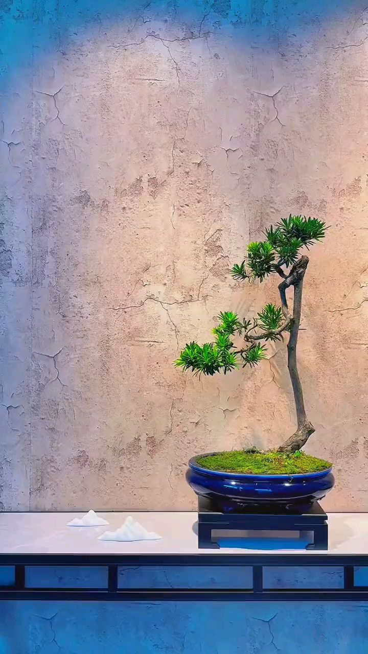 文人式罗汉松盆景