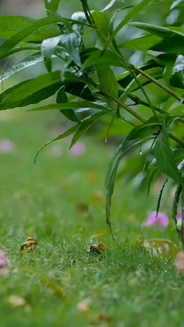 下雨时的图片风景图片