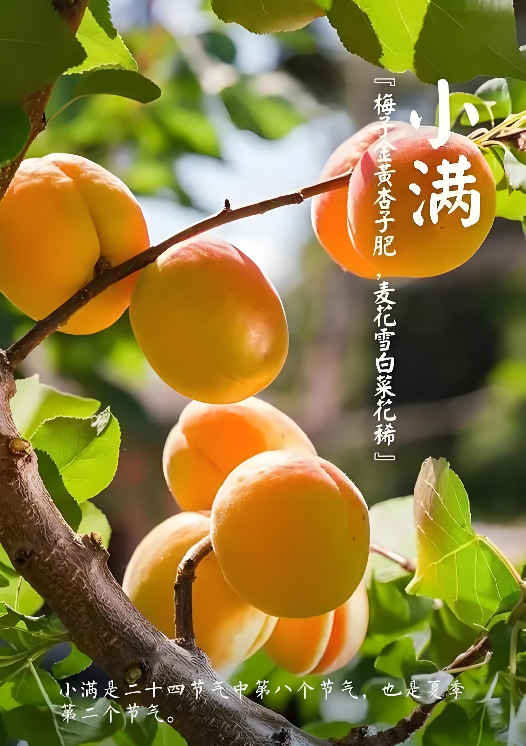 小满的寓意 气候降水,南方,小满节气期间暴雨开始增多,降水频繁,"满"