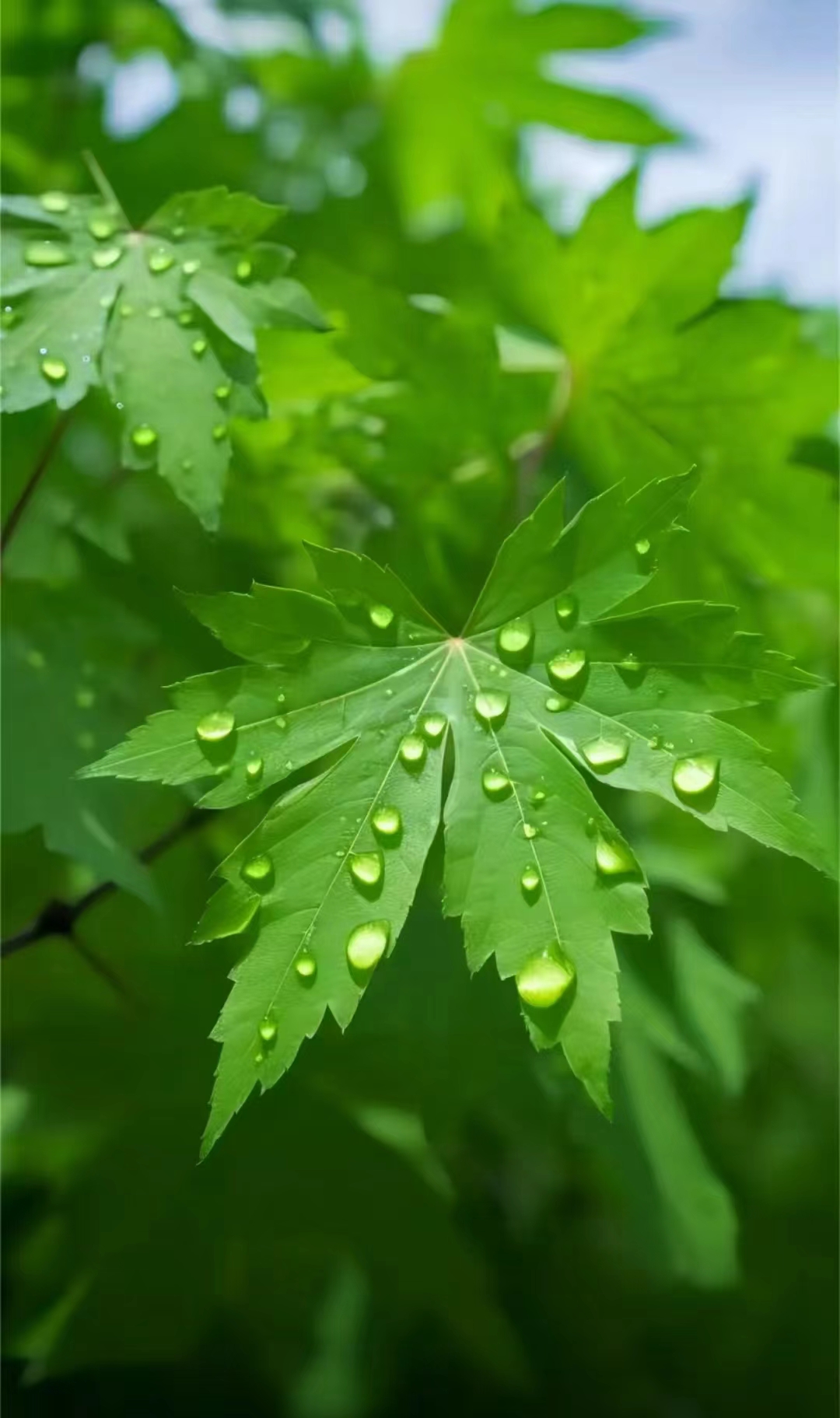 清新的唯美树叶壁纸.