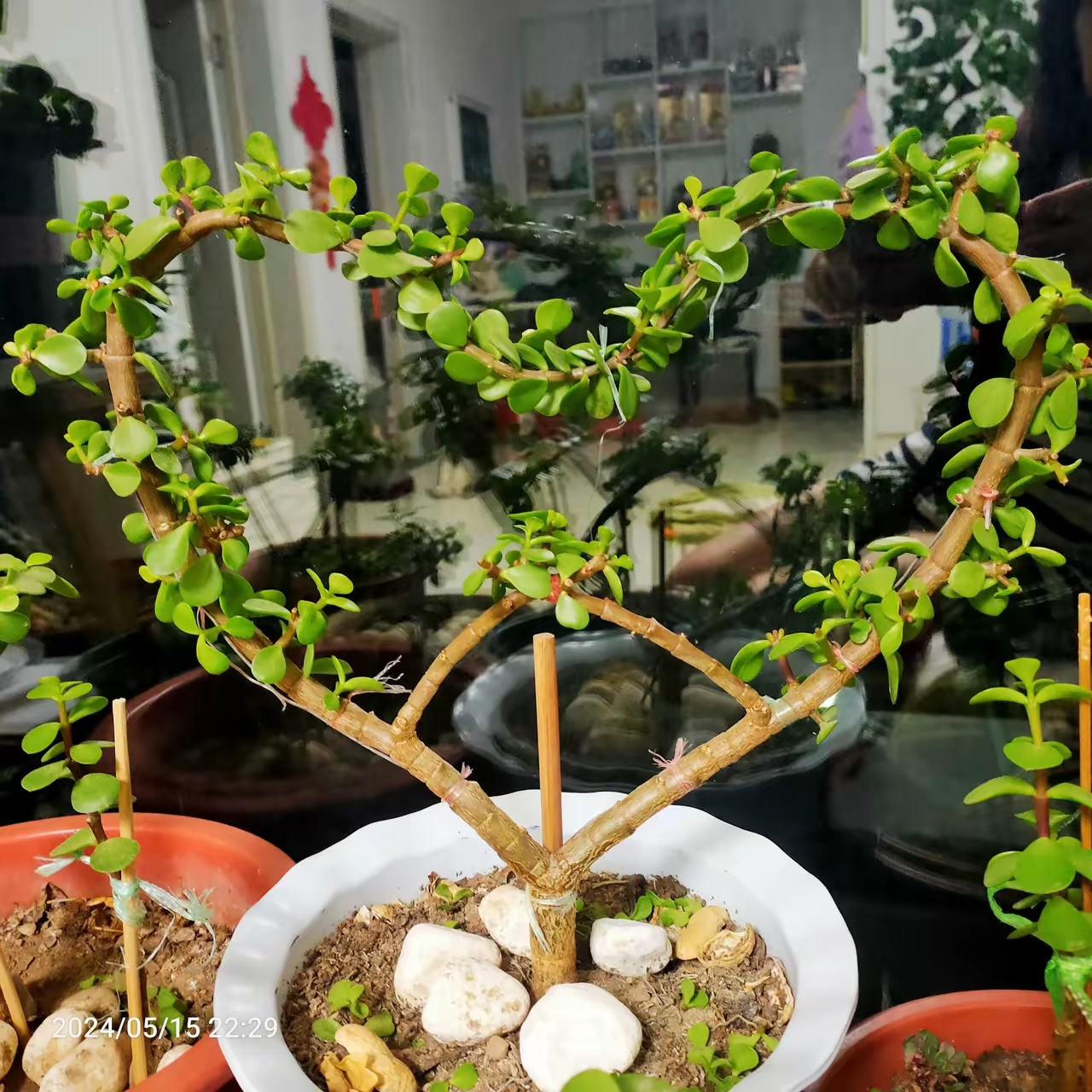 金枝玉叶的几种造型正在培植中!