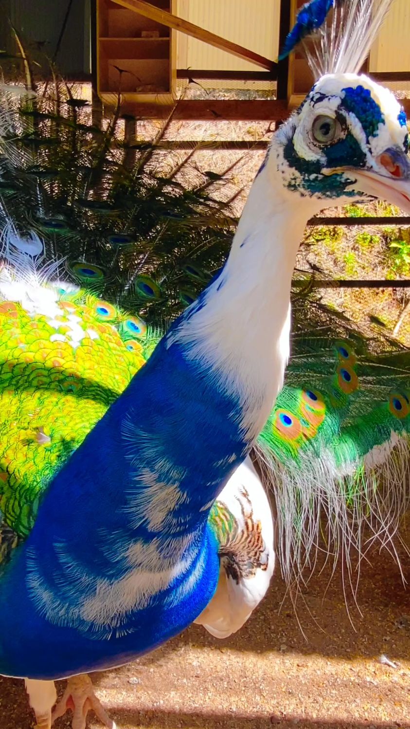 很少见的花孔雀开屏