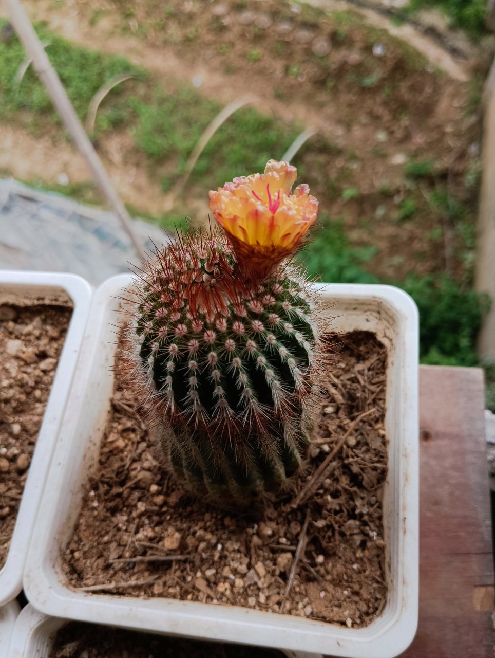 真是千呼万唤始出来,仙人球的花苞雏形一开始要孕育好久,然后再迅速