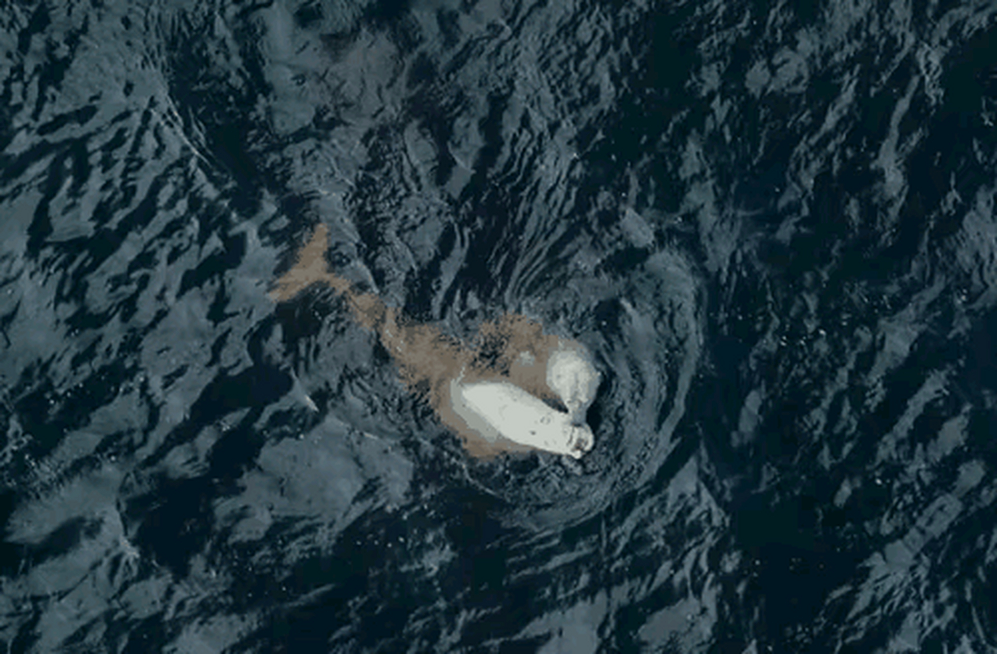 北极熊捕食白鲸