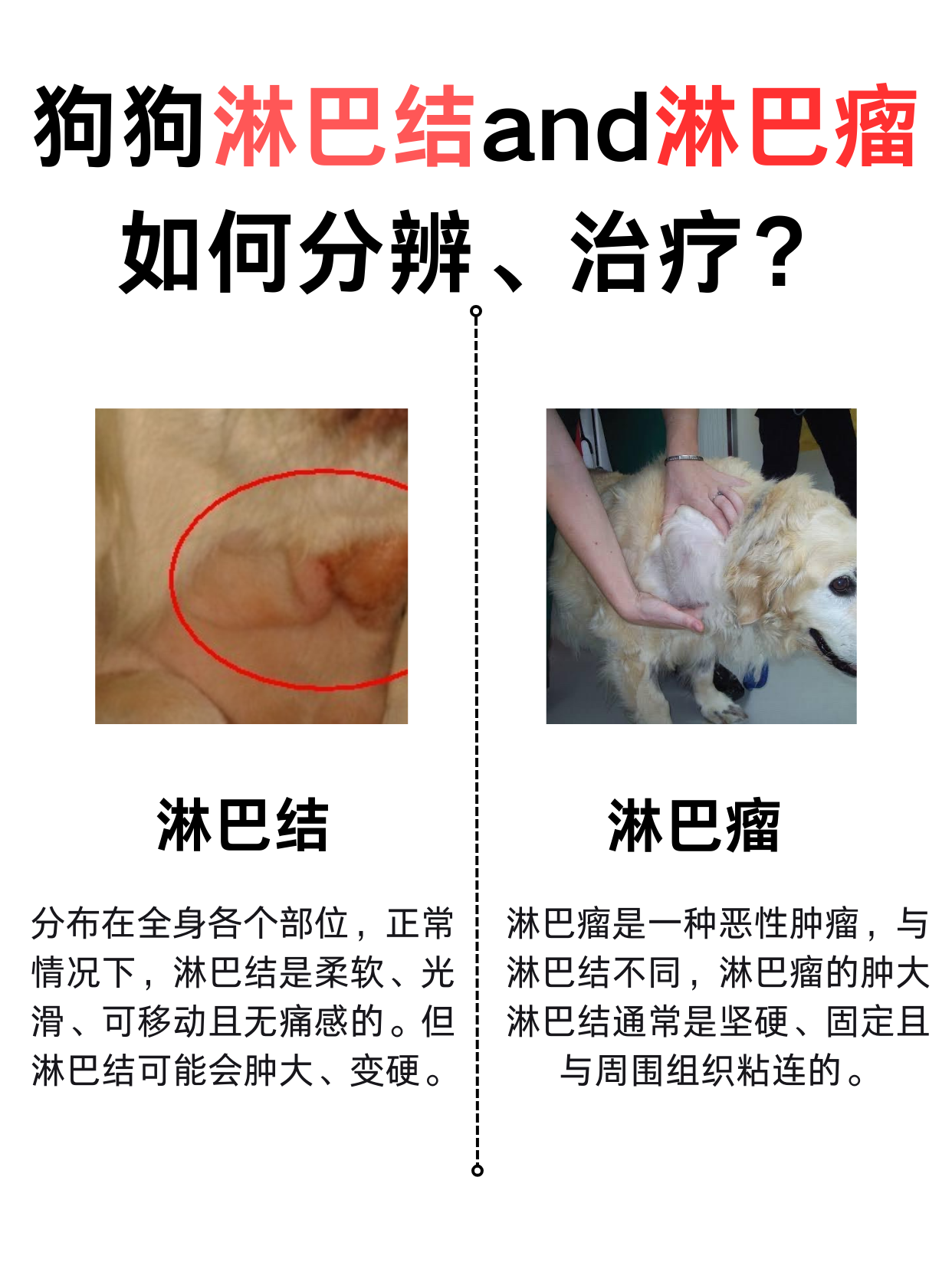 如何分辨狗狗淋巴瘤