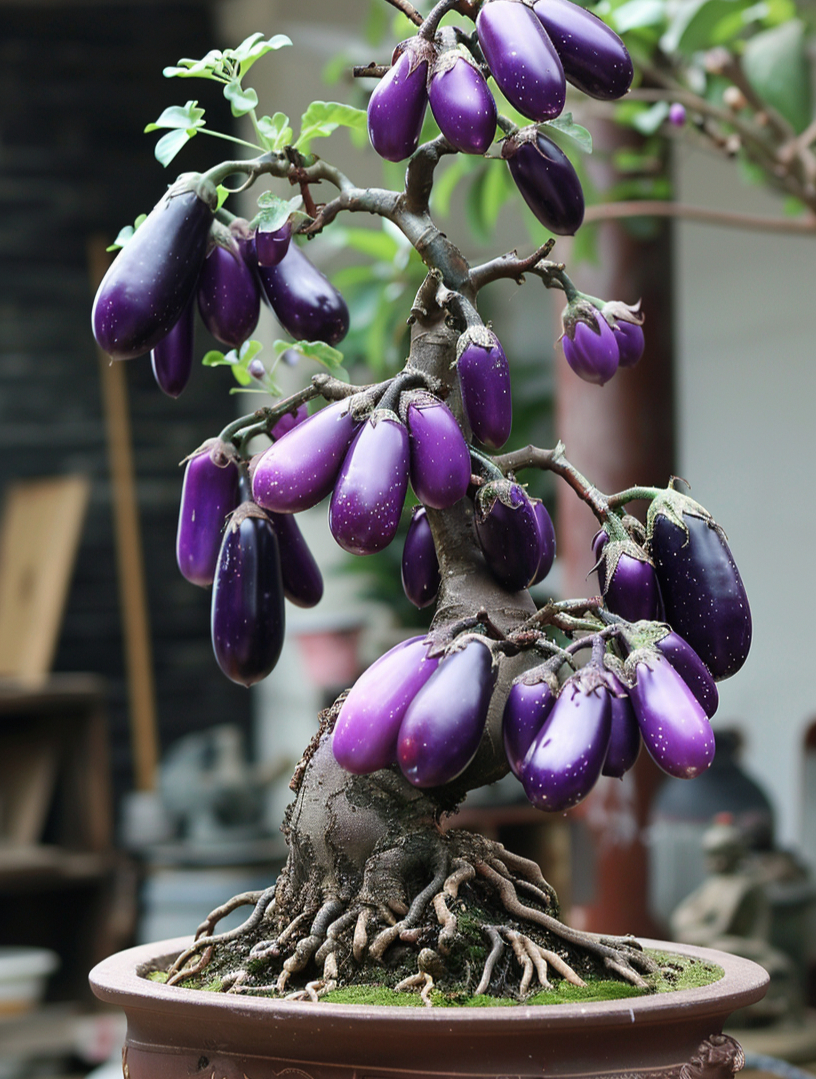 水茄嫁接茄子优缺点图片