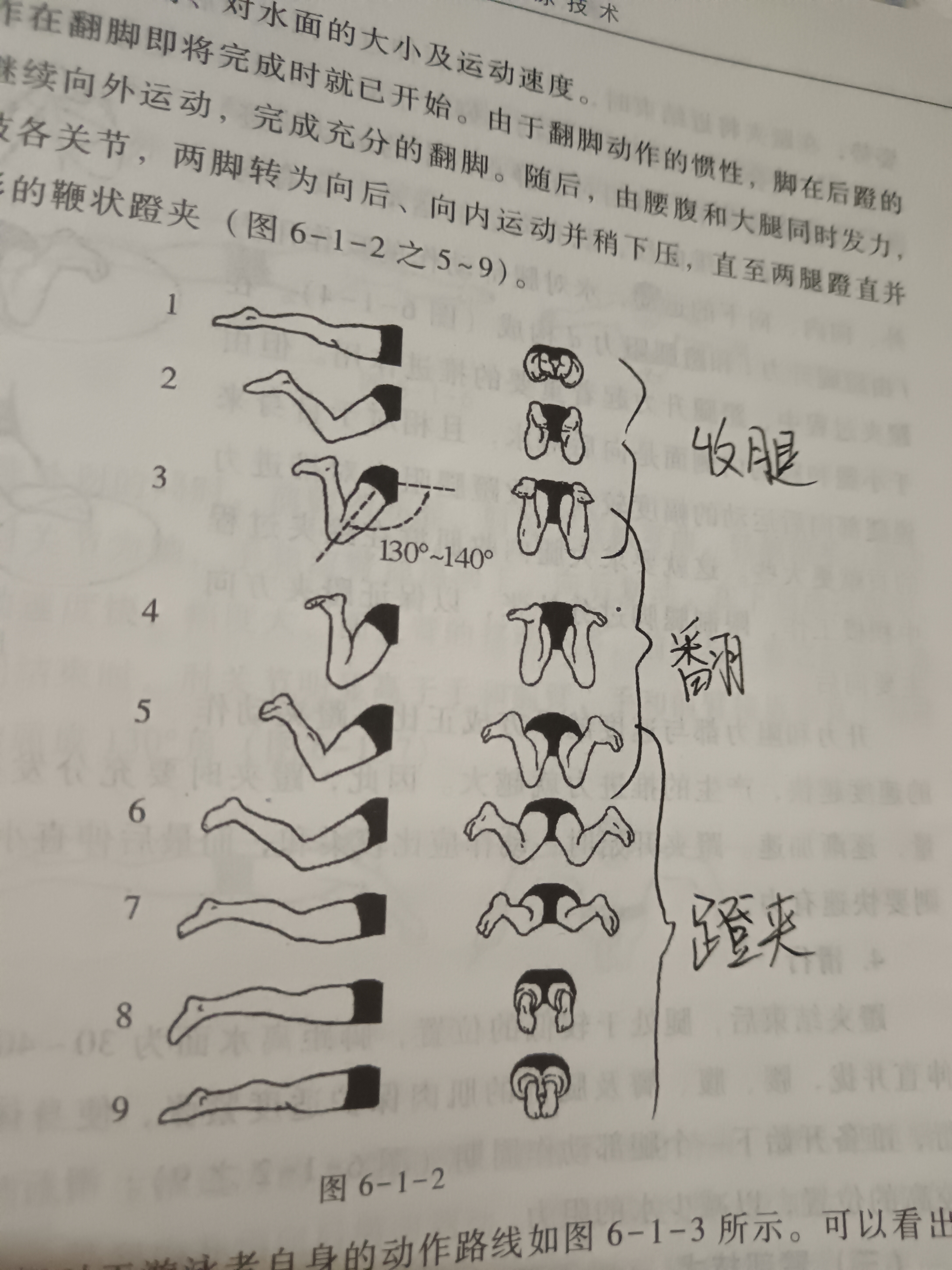 蛙泳腿的一些个人解释