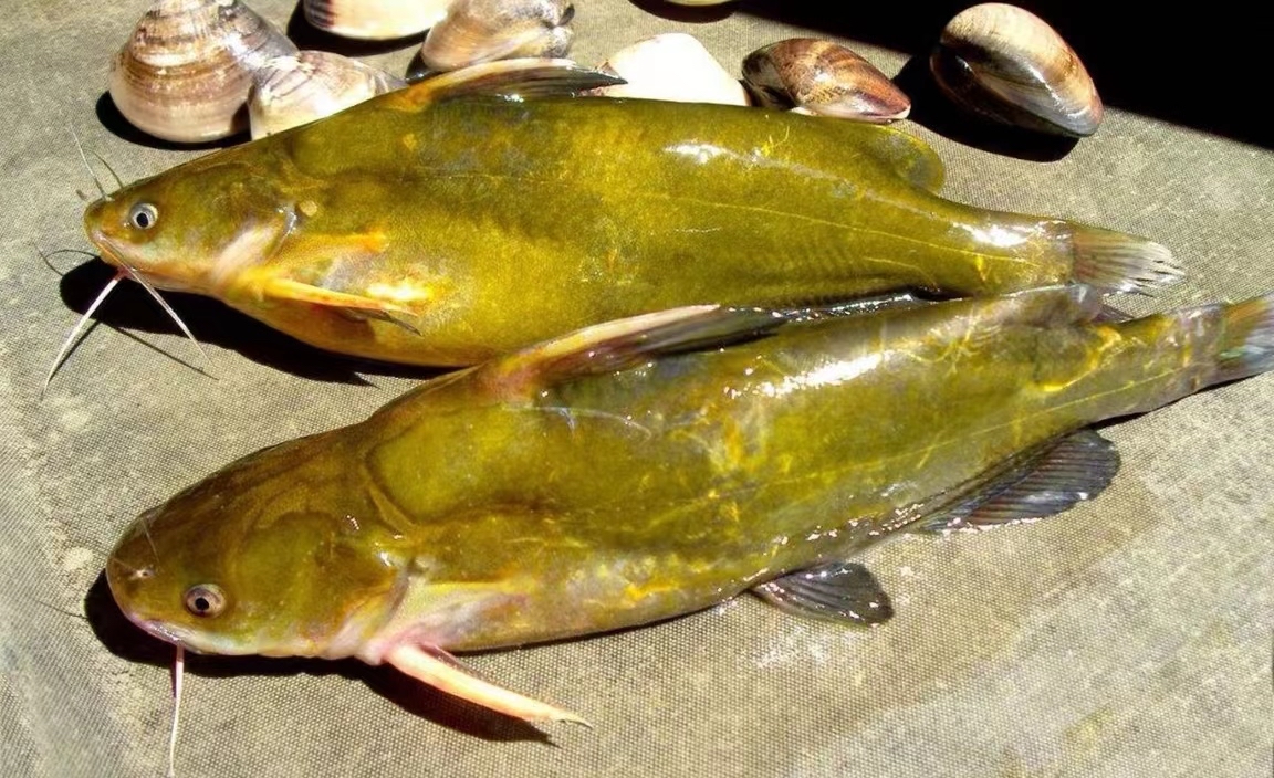 黄辣丁的养殖需求