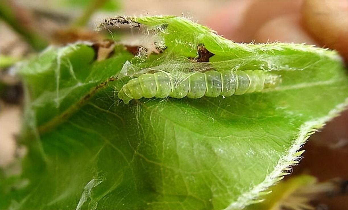 苹果小卷叶蛾怎么防治?防控苹果小卷叶蛾新技术
