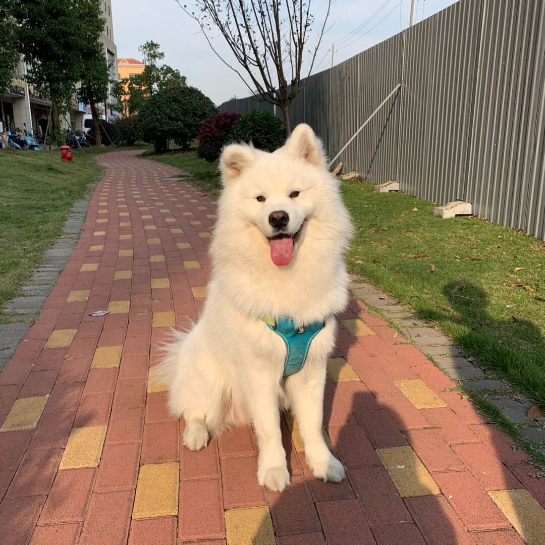 "萨摩耶"掉毛怎么解决?只需这几招