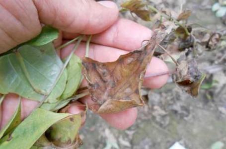 山药高产栽培技术,预防炭疽病的发生特点,做好及时防治方法