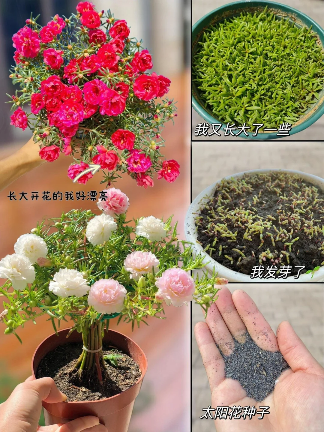 太阳花的繁殖方法