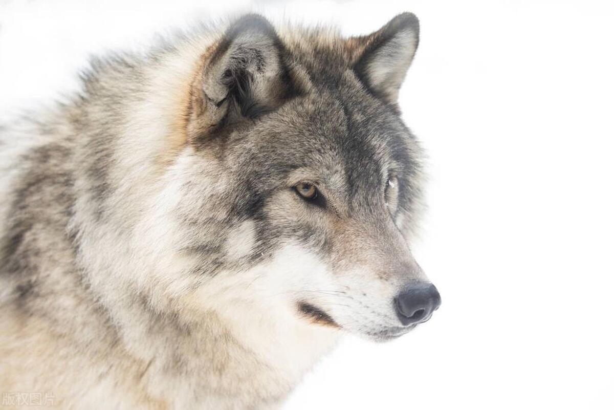 恩将仇报:被猎人养大的狼,竟想咬死猎人,幸有猎狗保护|轶闻