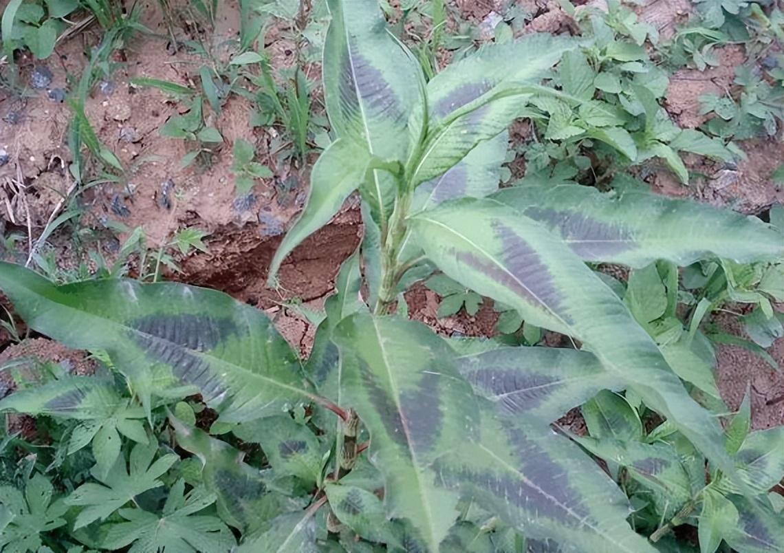 辣蓼是怎样一种植物,为何叫它酒药草