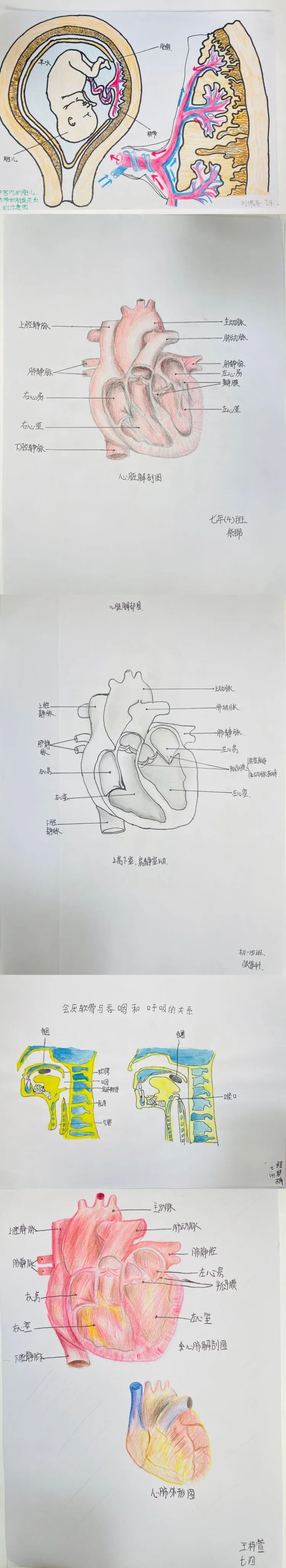 生物科普绘画初一图片