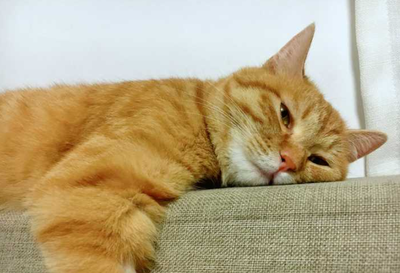 这8个表现证明猫猫已经很热了,你却还不知道!