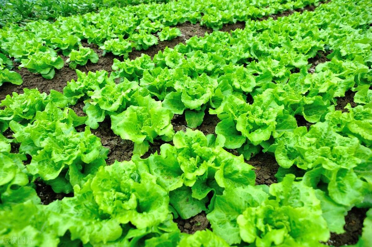 掌握这些技巧,轻松种植出生鲜脆嫩的生菜!