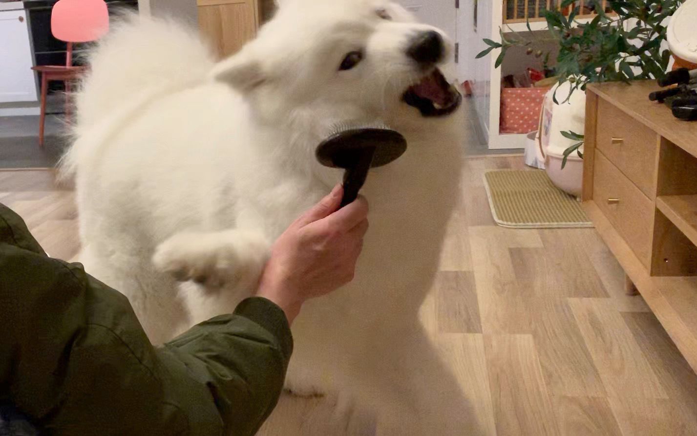 "萨摩耶"掉毛怎么解决?只需这几招