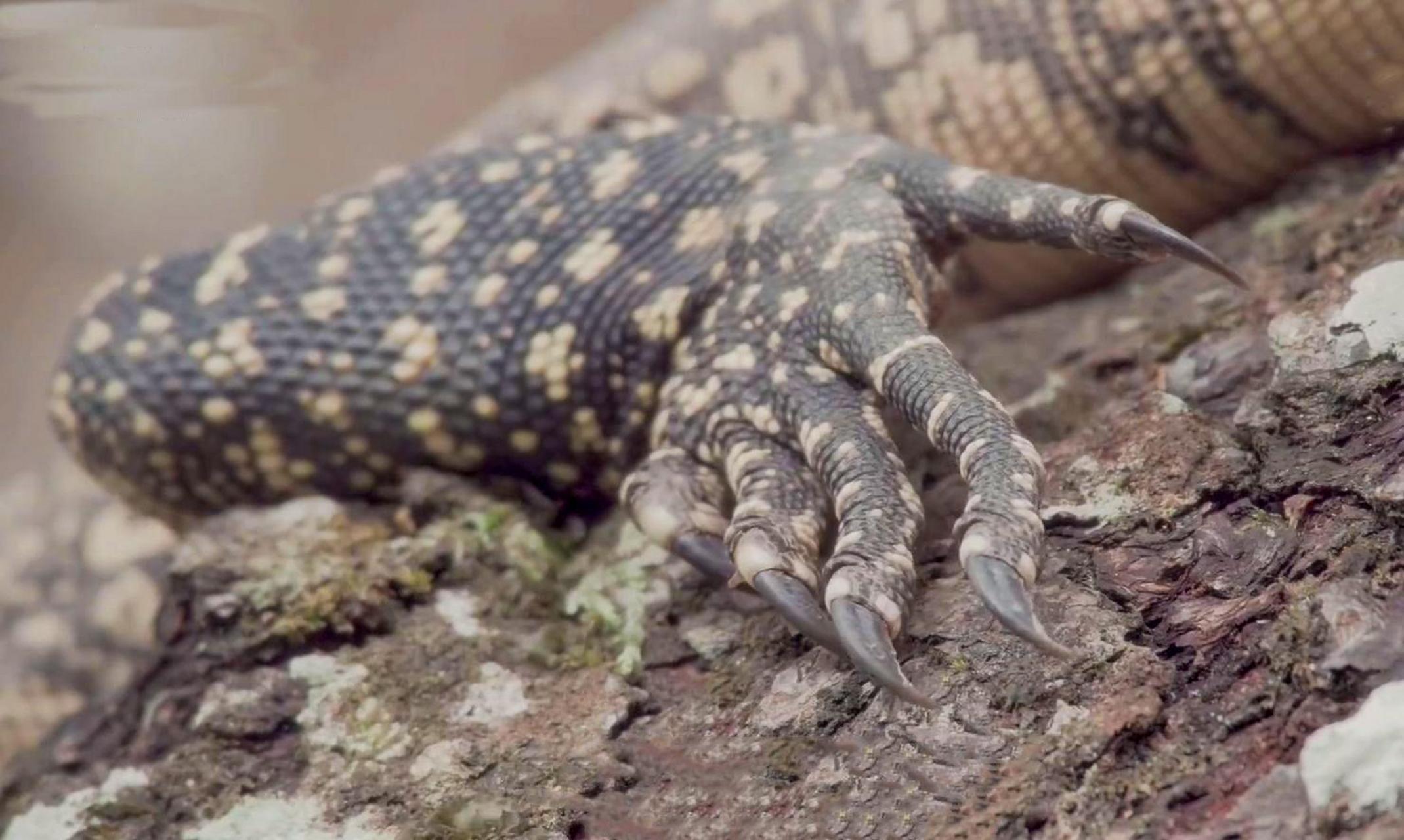 5月14日,一只五爪金龙闯入云南河口县小学,被工作人员放归自然保护区.