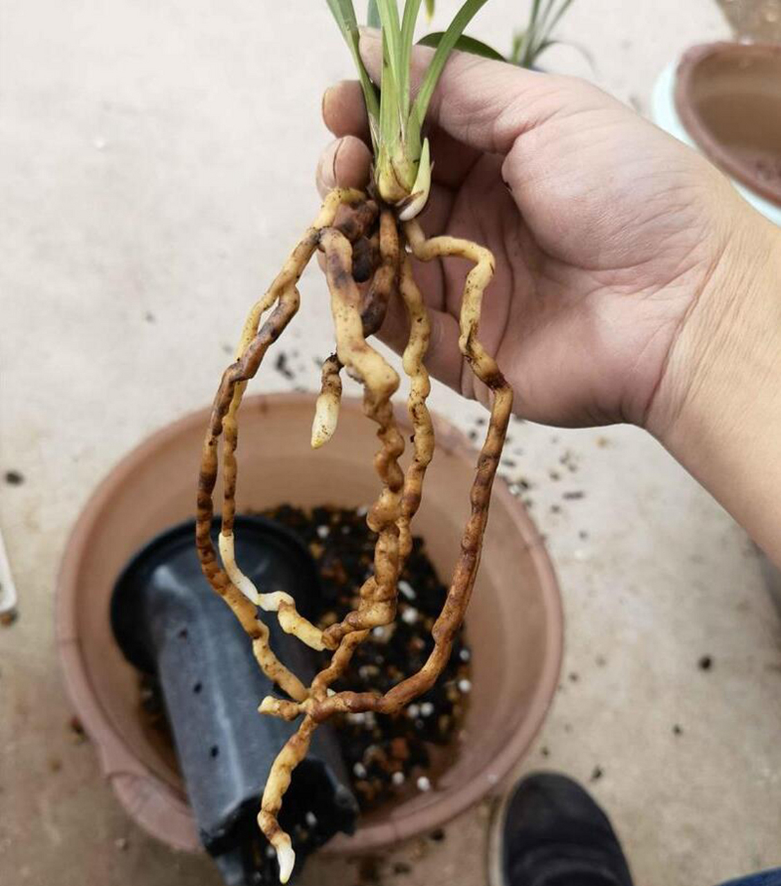 [原文:兰花生根发芽小知识,掌握.