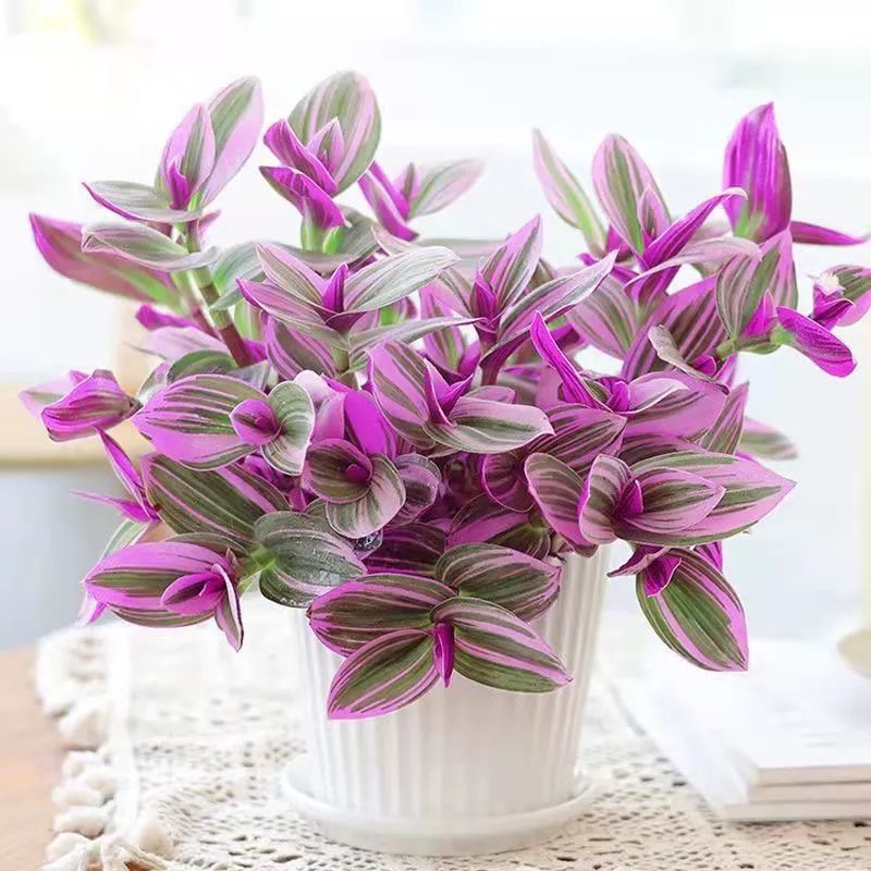 室内好养护,颜值很高的彩叶植物——油画婚礼吊兰