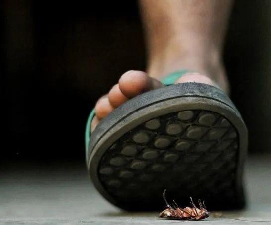 九成人不晓得"蟑螂天敌"是啥:家里放些"它",蟑螂"四处逃窜"了