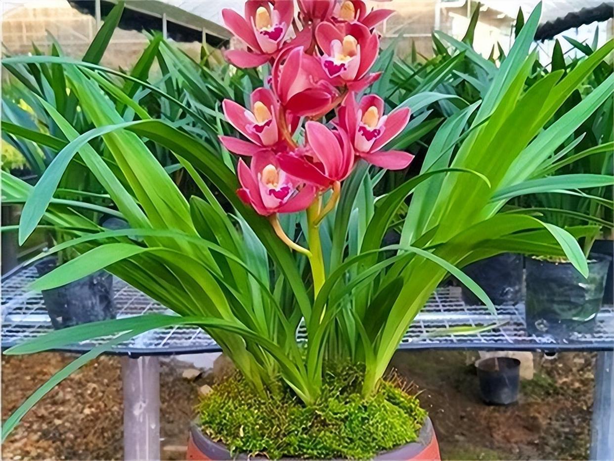 入手不亏的兰花—大将军!摆在家里提升品位,还可供观赏!