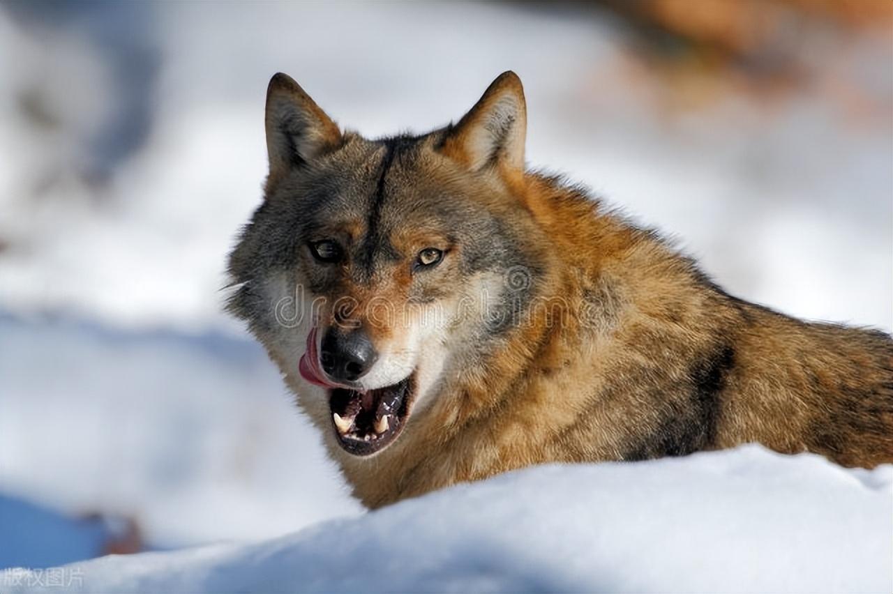 恩将仇报:被猎人养大的狼,竟想咬死猎人,幸有猎狗保护|轶闻