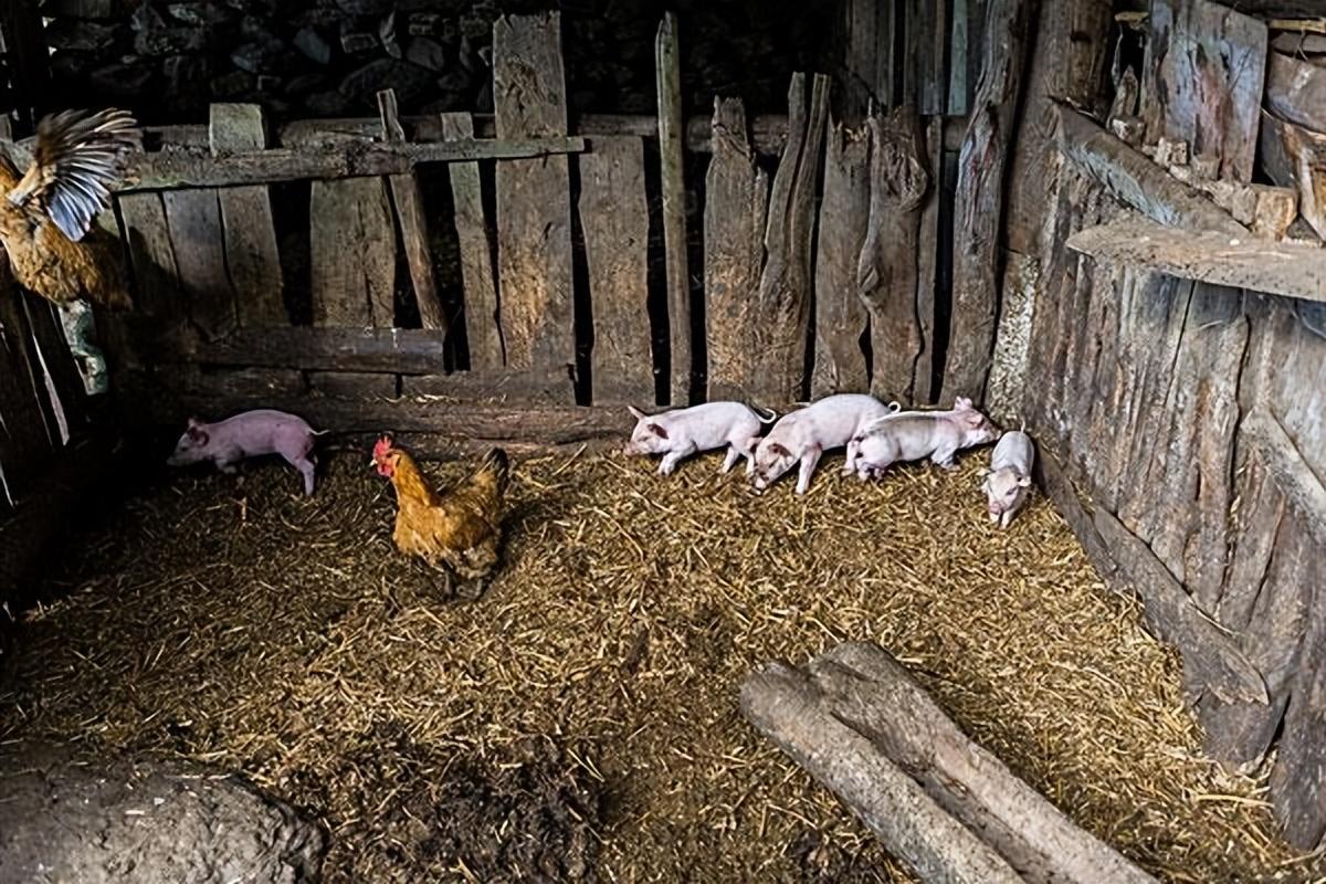 八十年代火遍全国的沼气池,绿色又环保,为何现在却没人使用了?