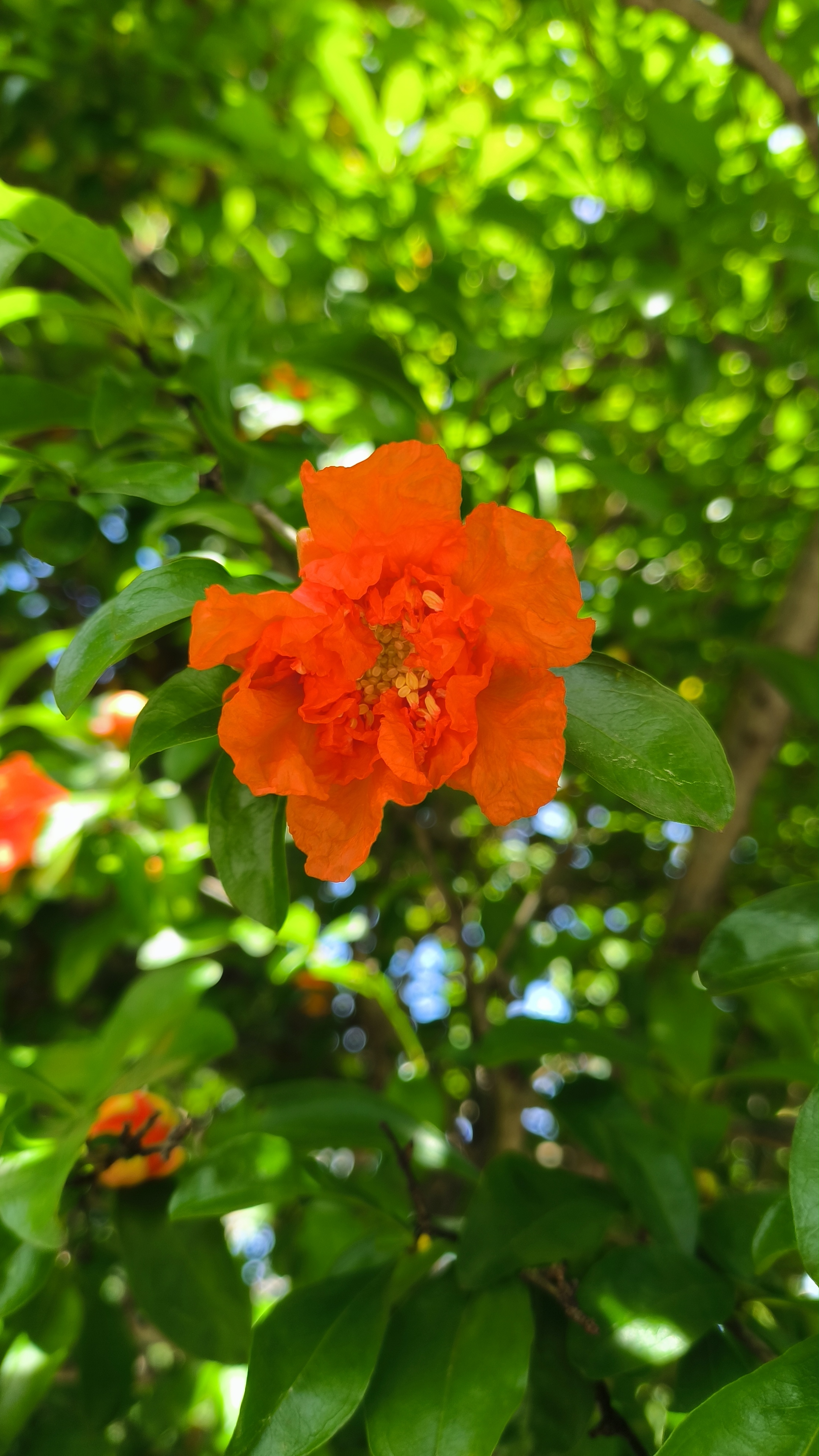 火红的石榴花,缀在一片绿意之中,娉娉婷婷,亭亭玉立,仿佛一个个娟秀的