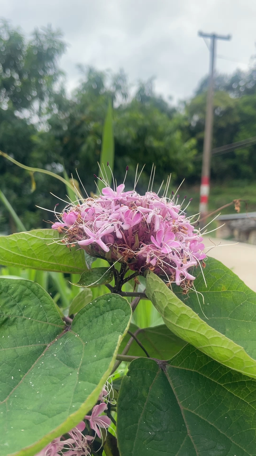 村花可漂亮了 有喜欢的嘛